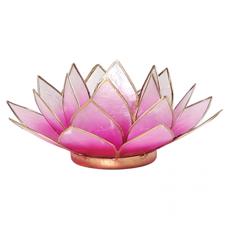 Lotus Lys Rosa