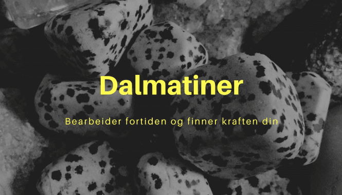 Hovedbilde Dalmatiner Chips Armbånd
