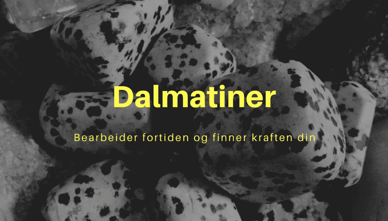 Dalmatiner Chips Armbånd