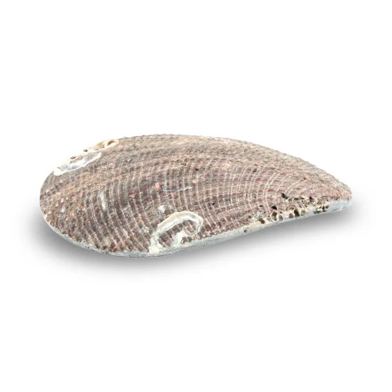 Smykkeskål Abalone Skjell